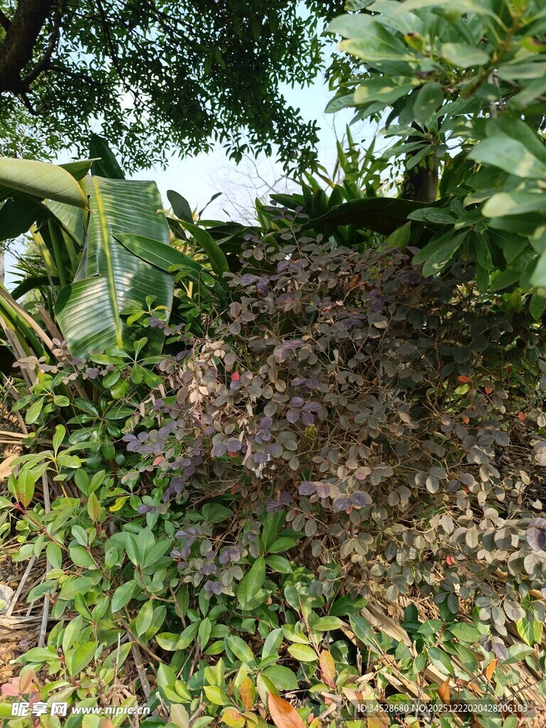 地面上的蚂蚁群