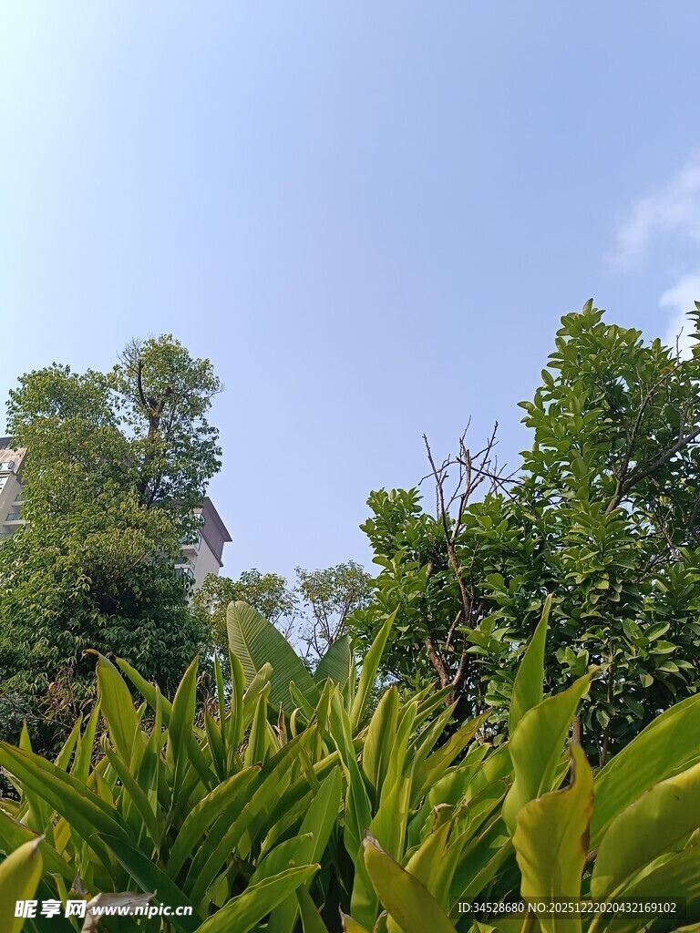 绿意盎然的繁茂植物景观