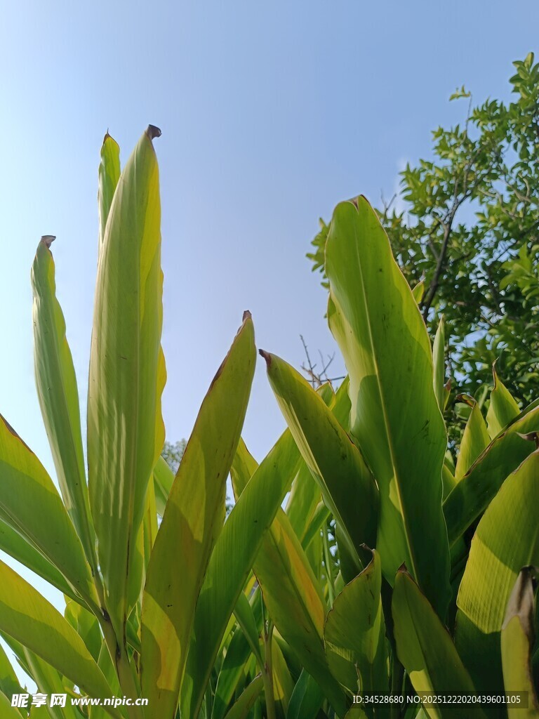 阳光下的翠绿植物叶片