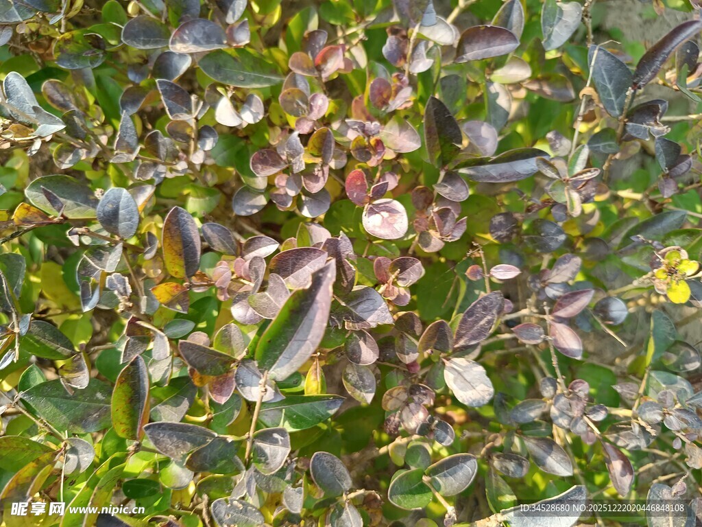 野外繁茂的植物景象