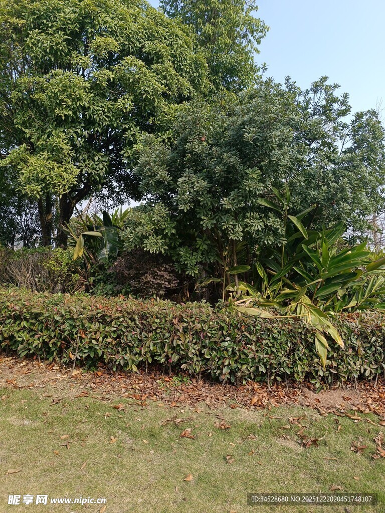 绿意盎然的园林景观