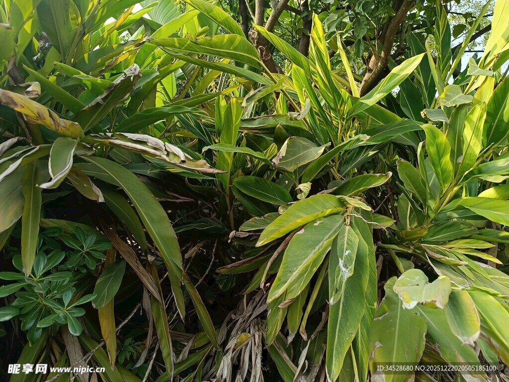 翠绿繁茂的热带植物景观
