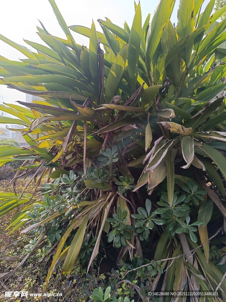 户外丛生的绿色植物