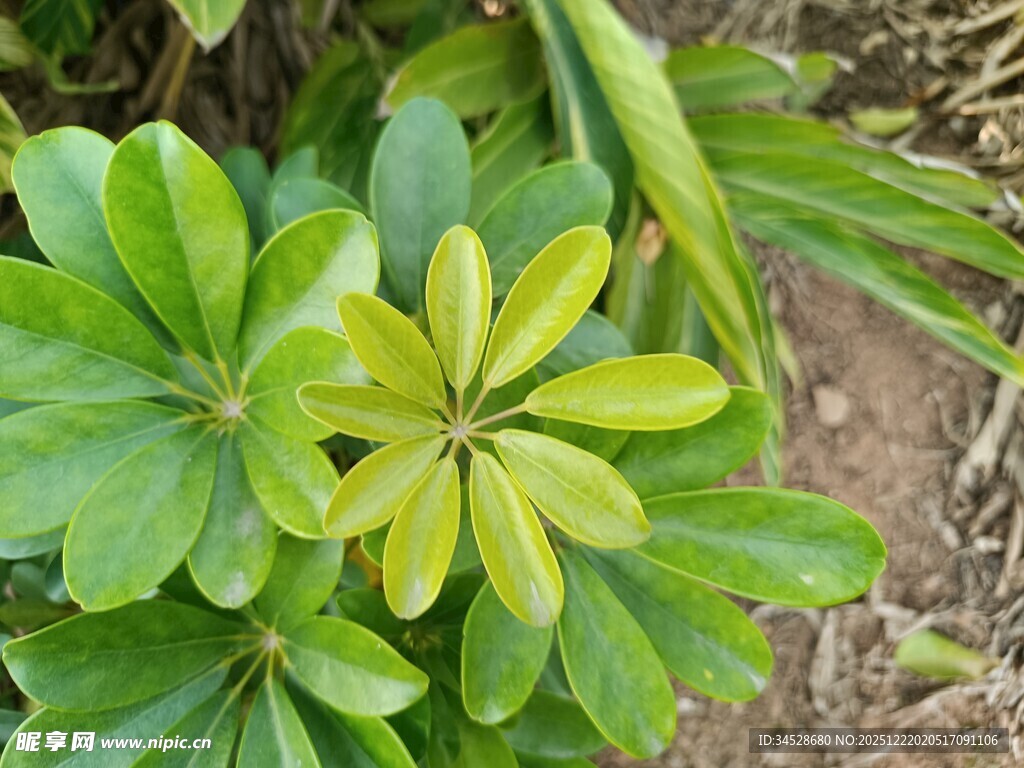 翠绿繁茂的鹅掌柴植物