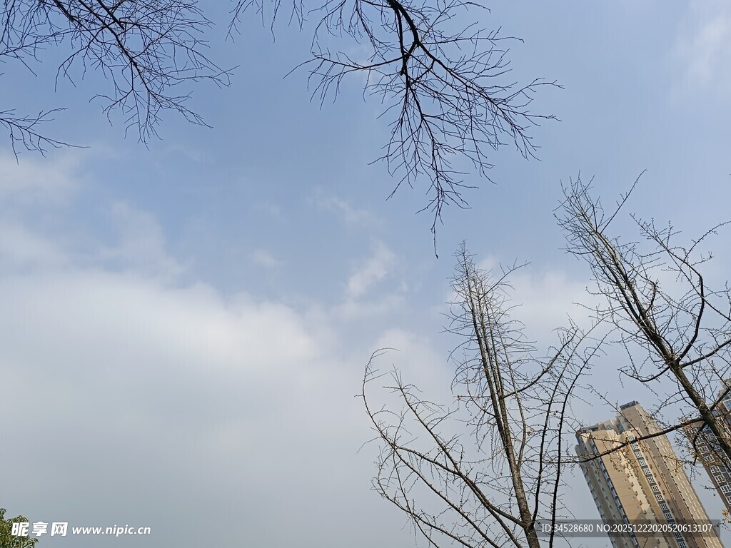 蓝天枯枝旁的高楼