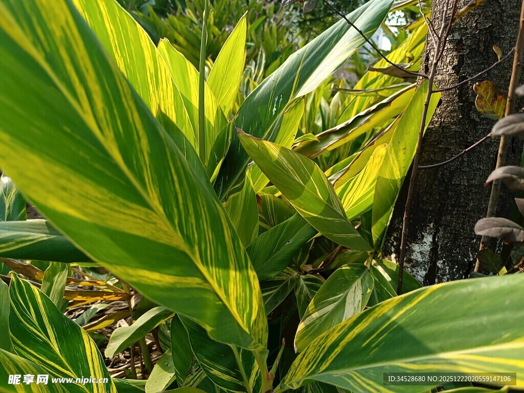 翠绿斑斓的热带观叶植物