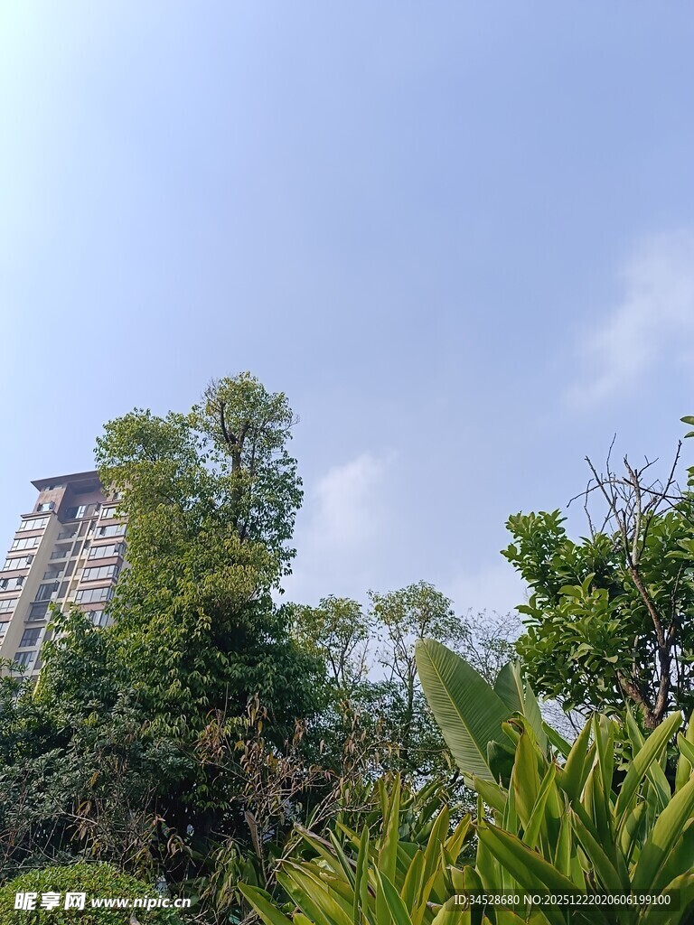 高楼旁的葱郁绿植景观