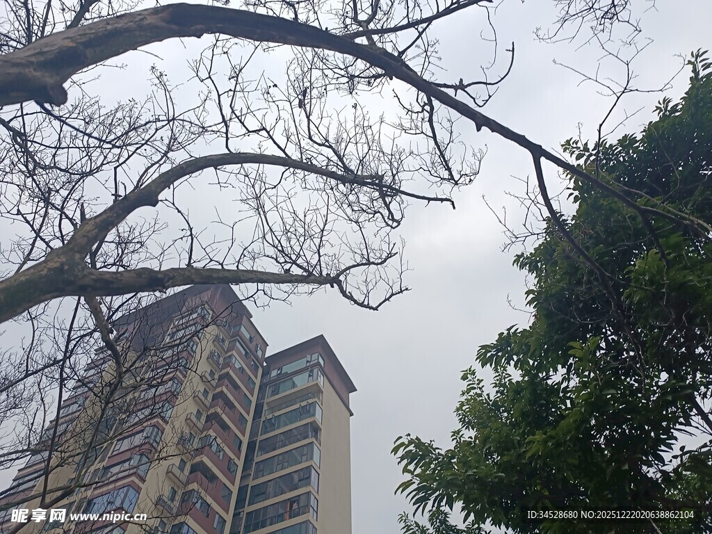 高楼旁的树木与阴沉天空