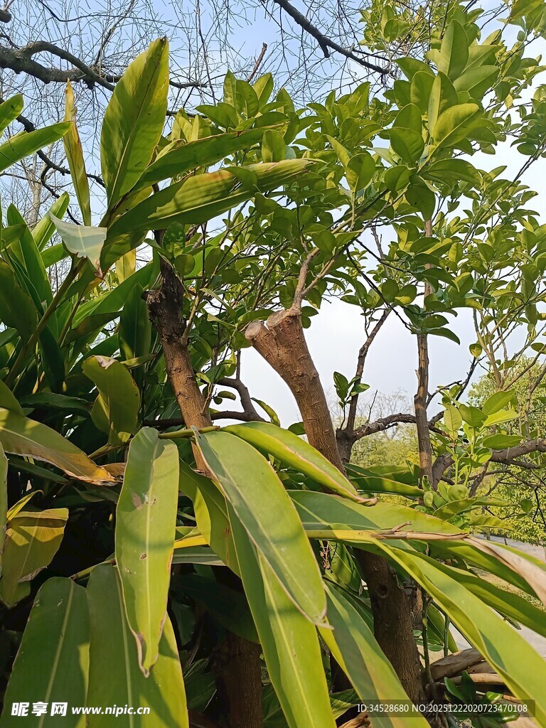 绿叶繁茂的热带植物