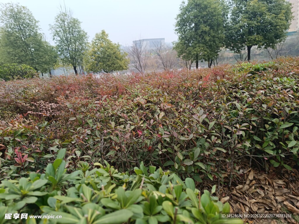 秋日斑斓的绿植景观