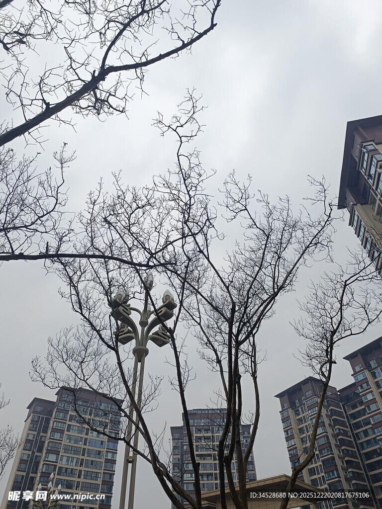 城市中光秃树木与高楼