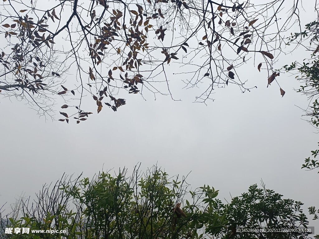 树枝下的朦胧天空