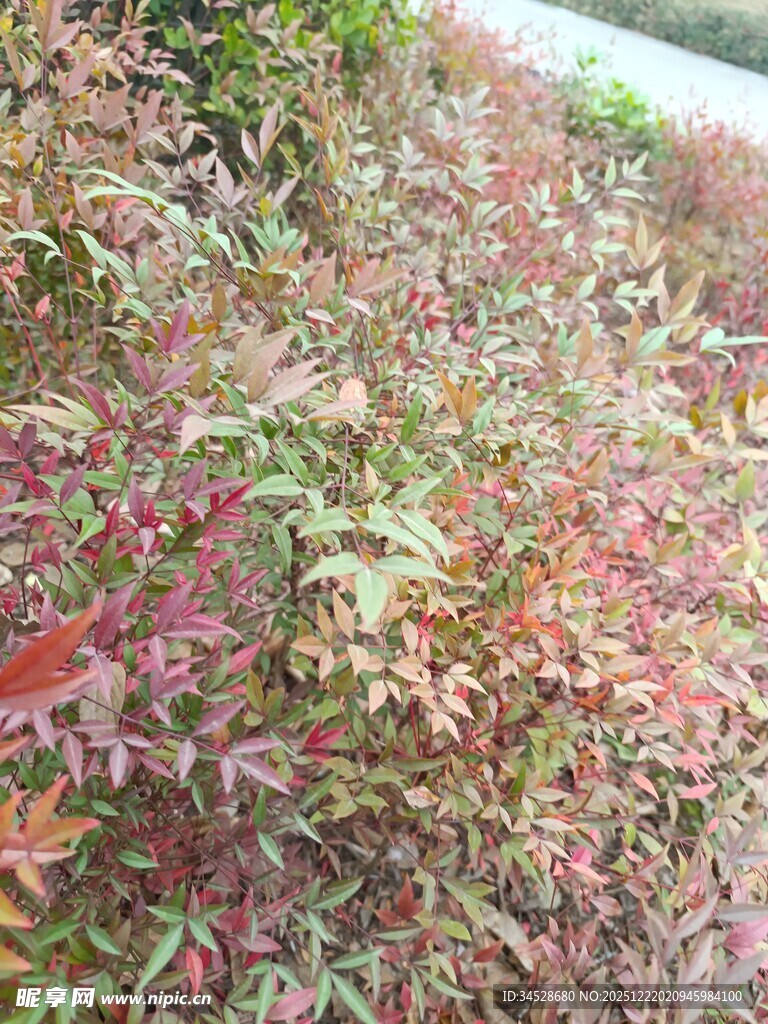 多彩斑斓的变色植物景观