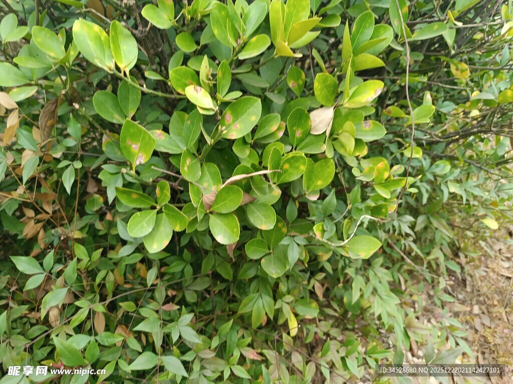 绿叶丛中的白色花朵