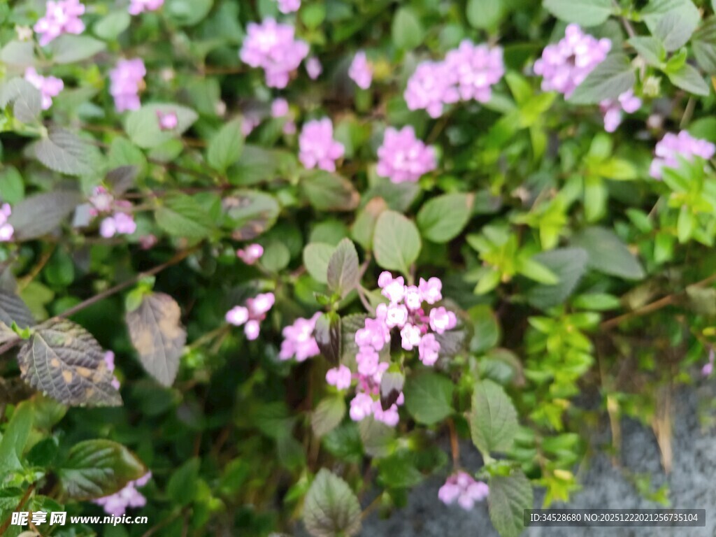粉色小花绽放绿叶间