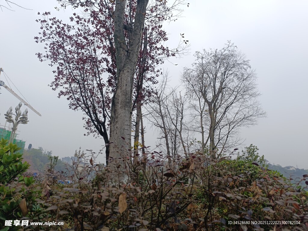 雾中萧瑟树林景象