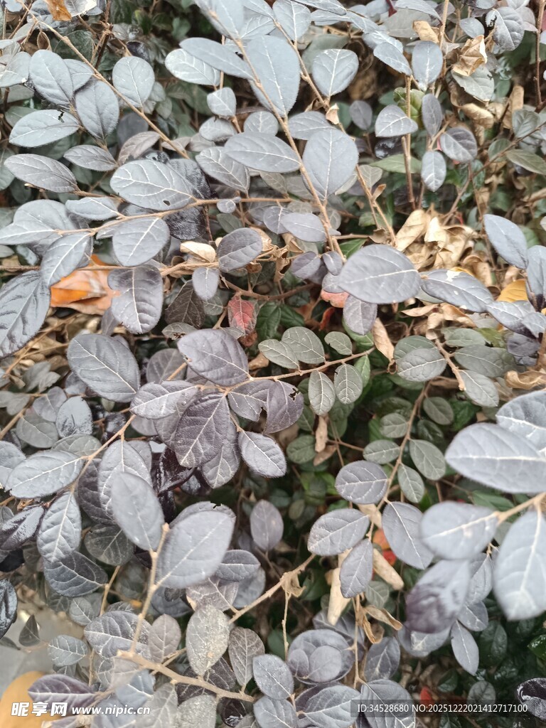 地面上的灰紫色叶片