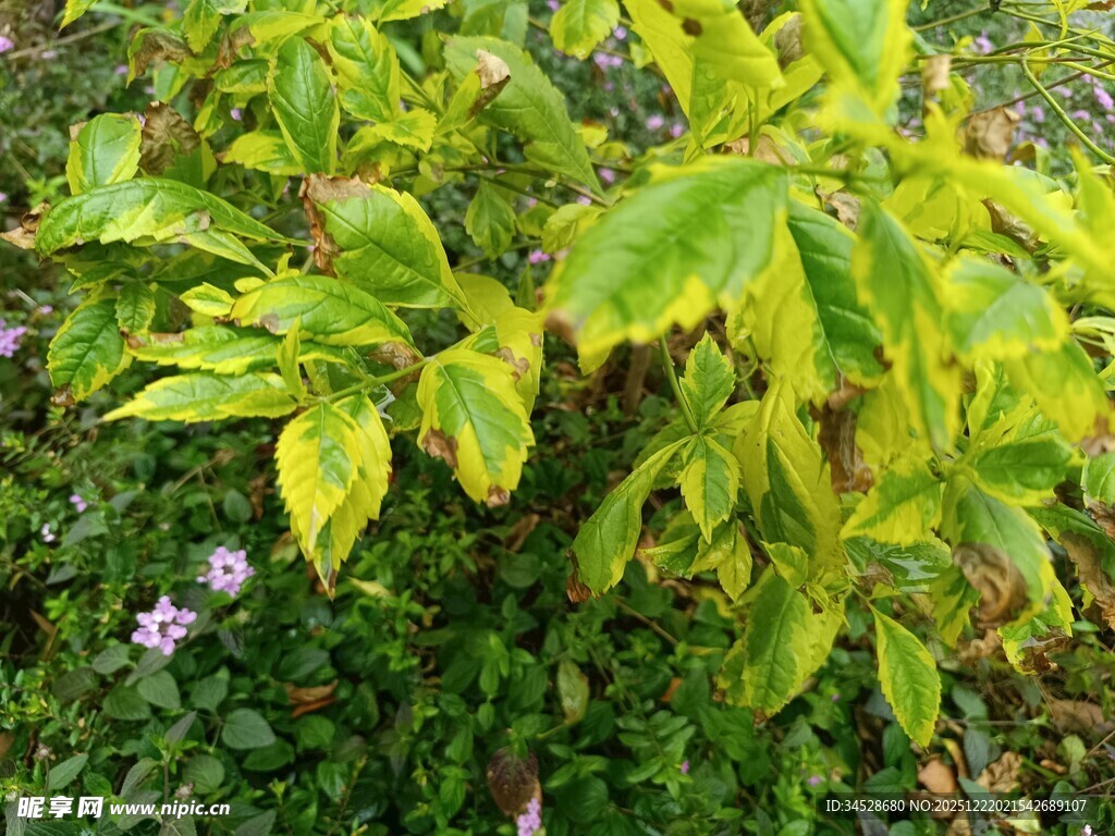 黄绿相间的茂盛植物