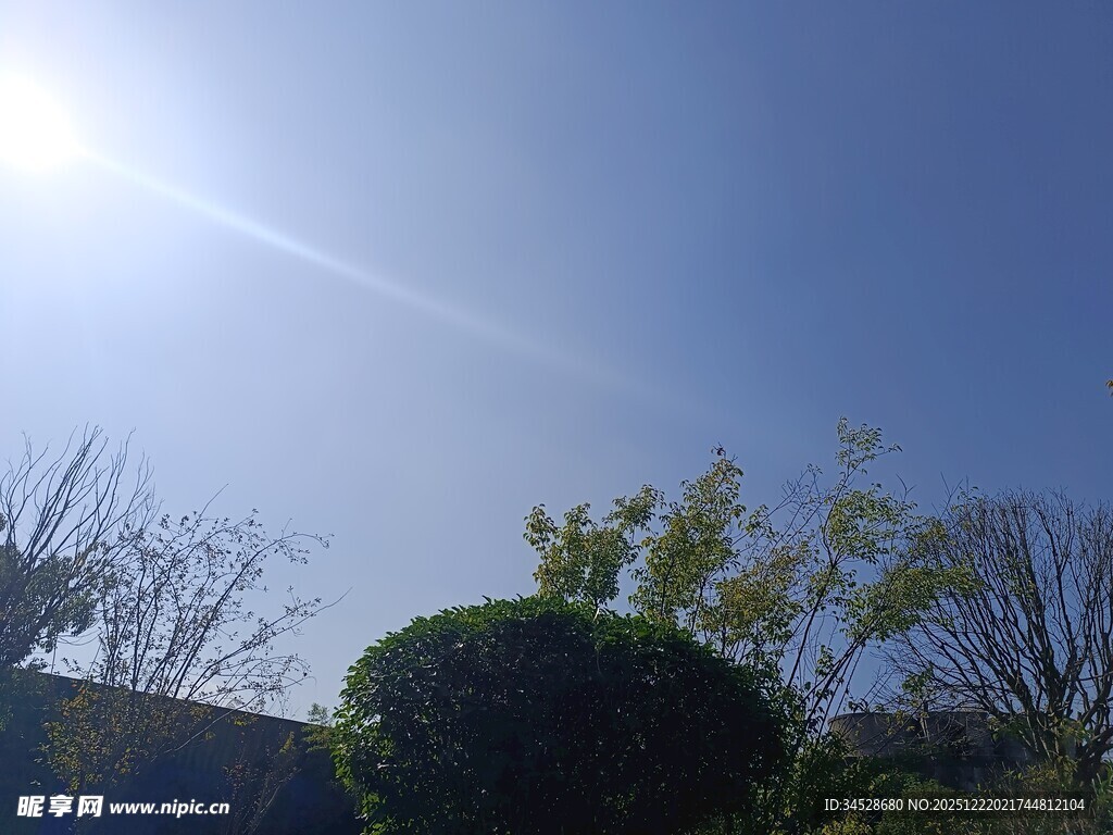 阳光下的绿植与蓝天