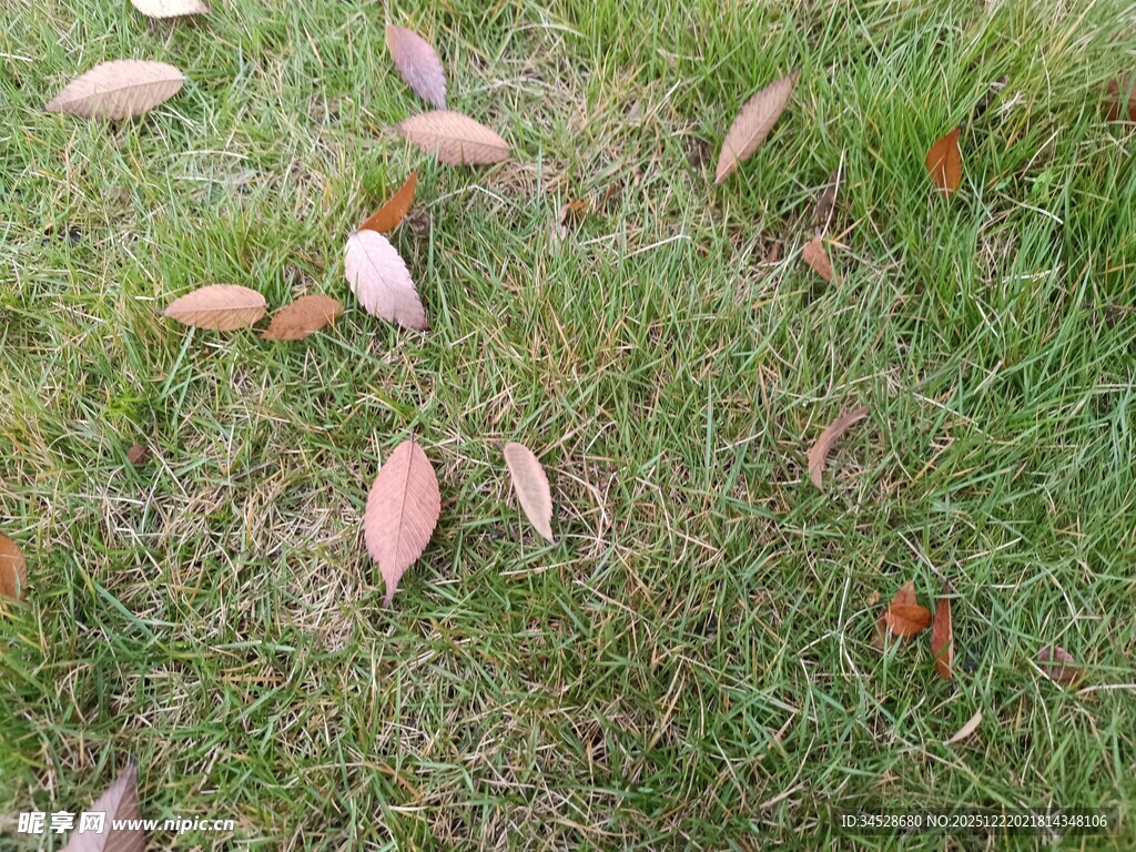 草地上散落的粉色叶片