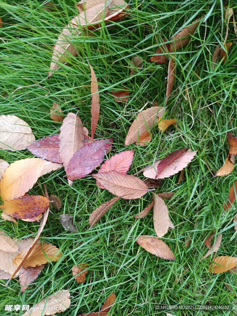 草地上的多彩落叶
