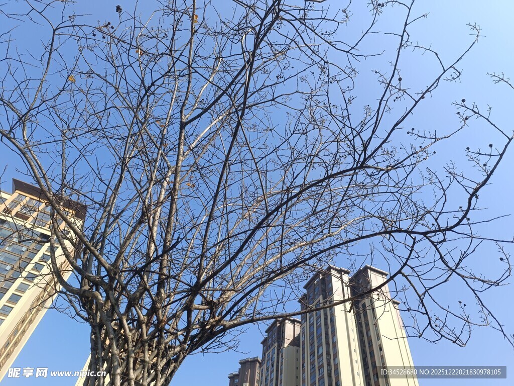 冬日枯树与高楼