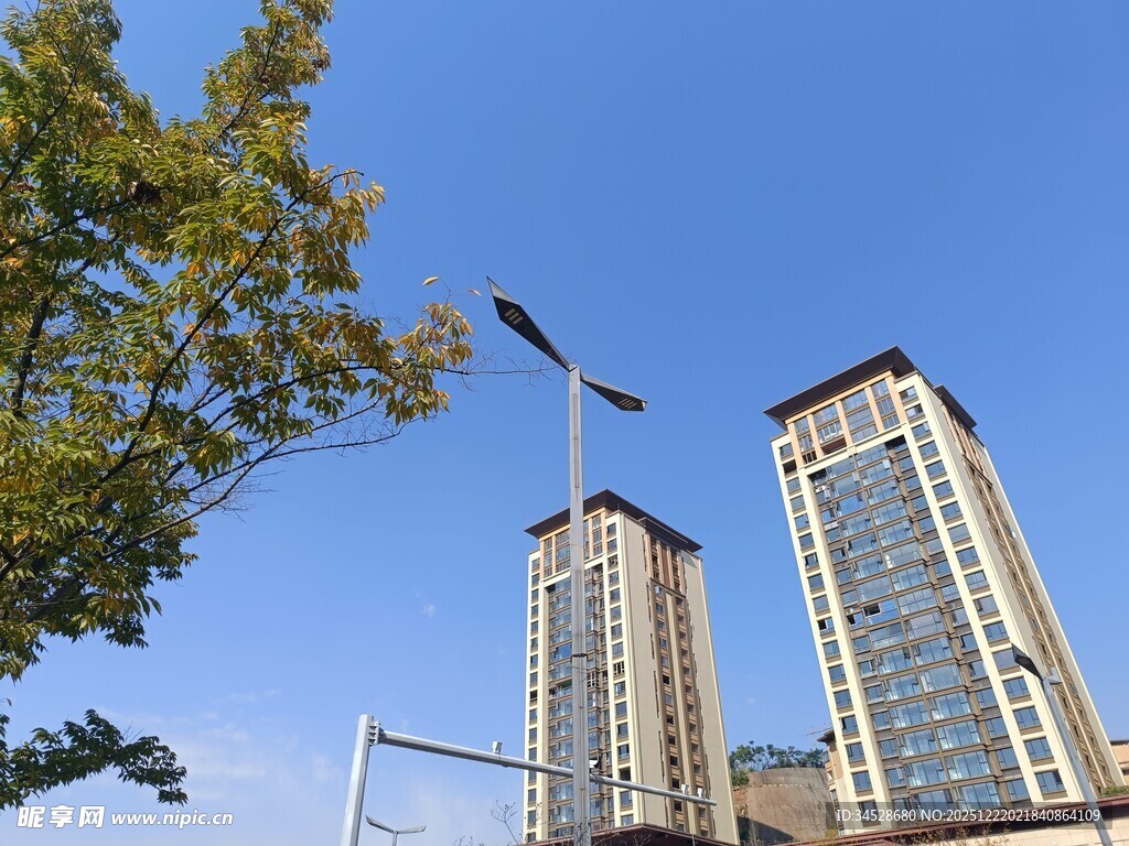 城市高楼与街边绿树景观