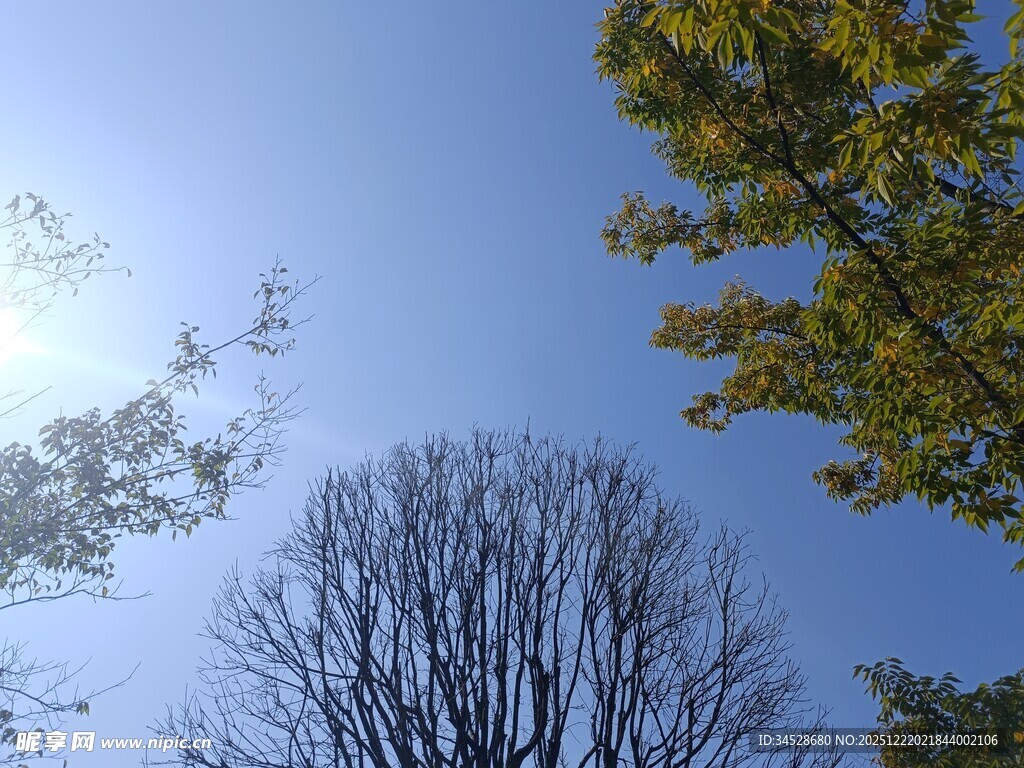 秋日蓝天树木景致