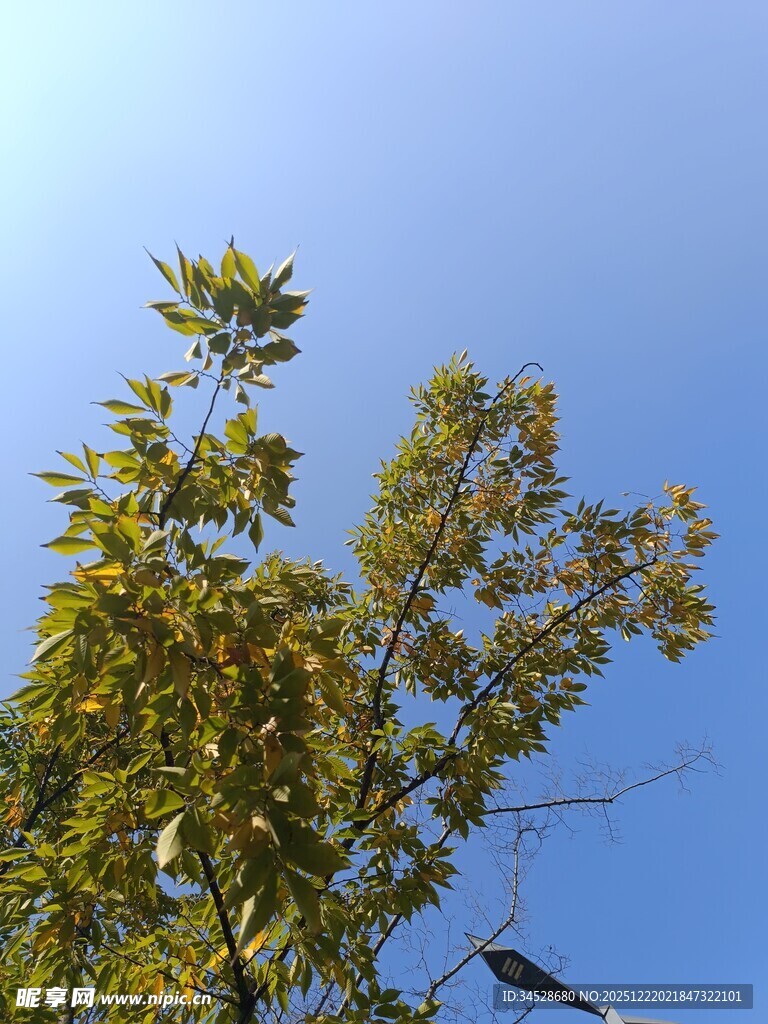 蓝天映衬下的繁茂枝叶