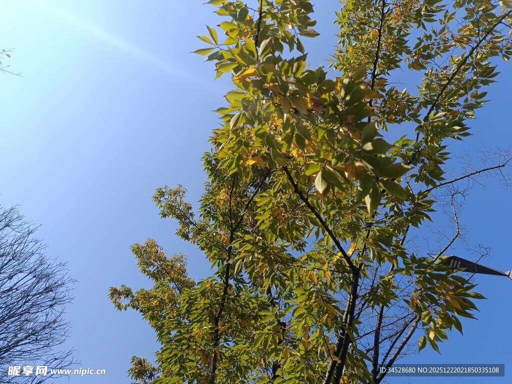 蓝天映衬下的繁茂绿树