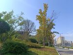 城市路边秋日风景