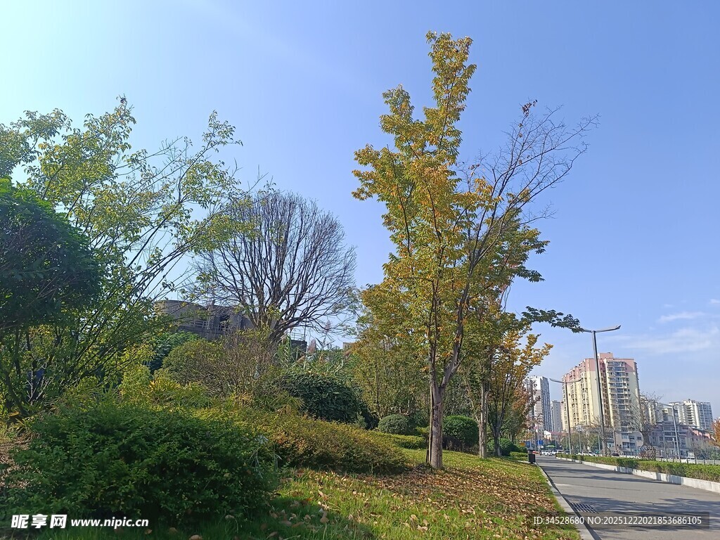 城市路边秋日风景