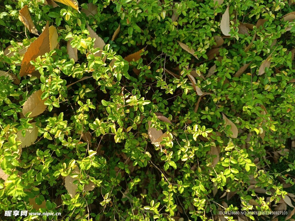 翠绿繁茂的植物枝叶