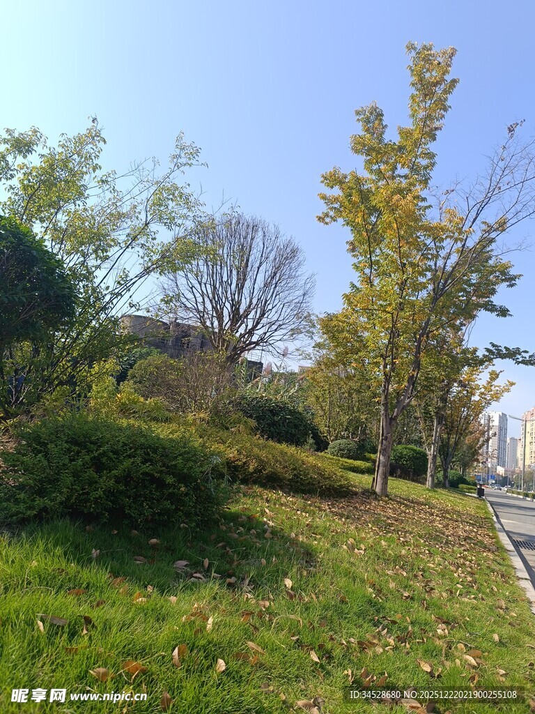 秋日公园小径风景