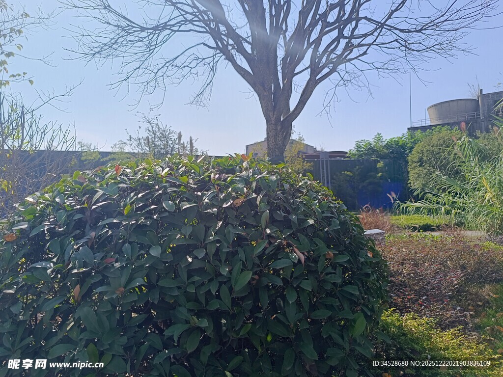 户外绿植与光秃树木景观