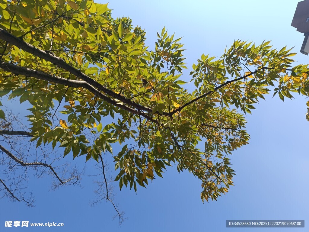 蓝天映衬下的繁茂树枝