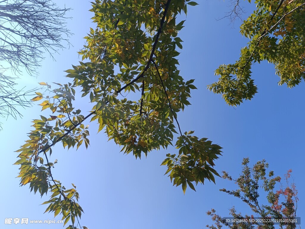 仰视枝头绿叶蓝天