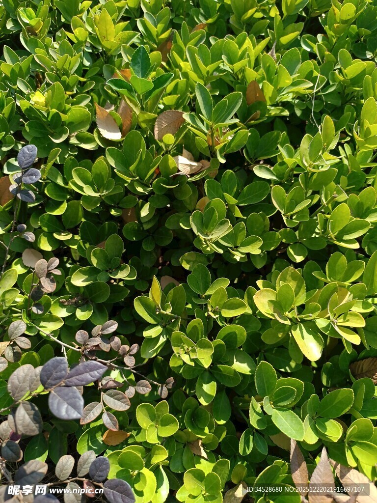 翠绿繁茂的植物景观