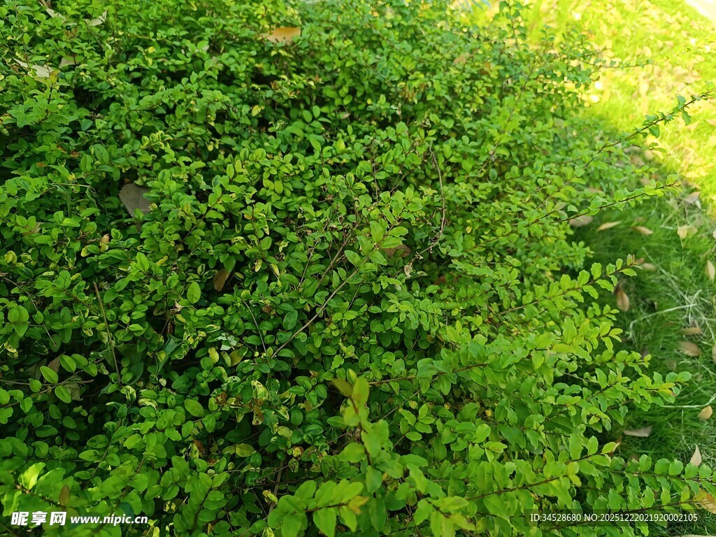 翠绿繁茂的灌木丛