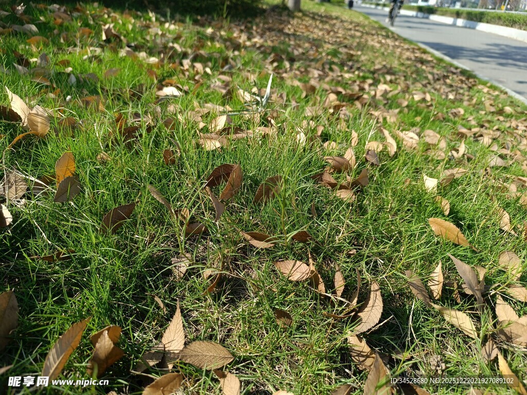 路边草地散落枯黄树叶