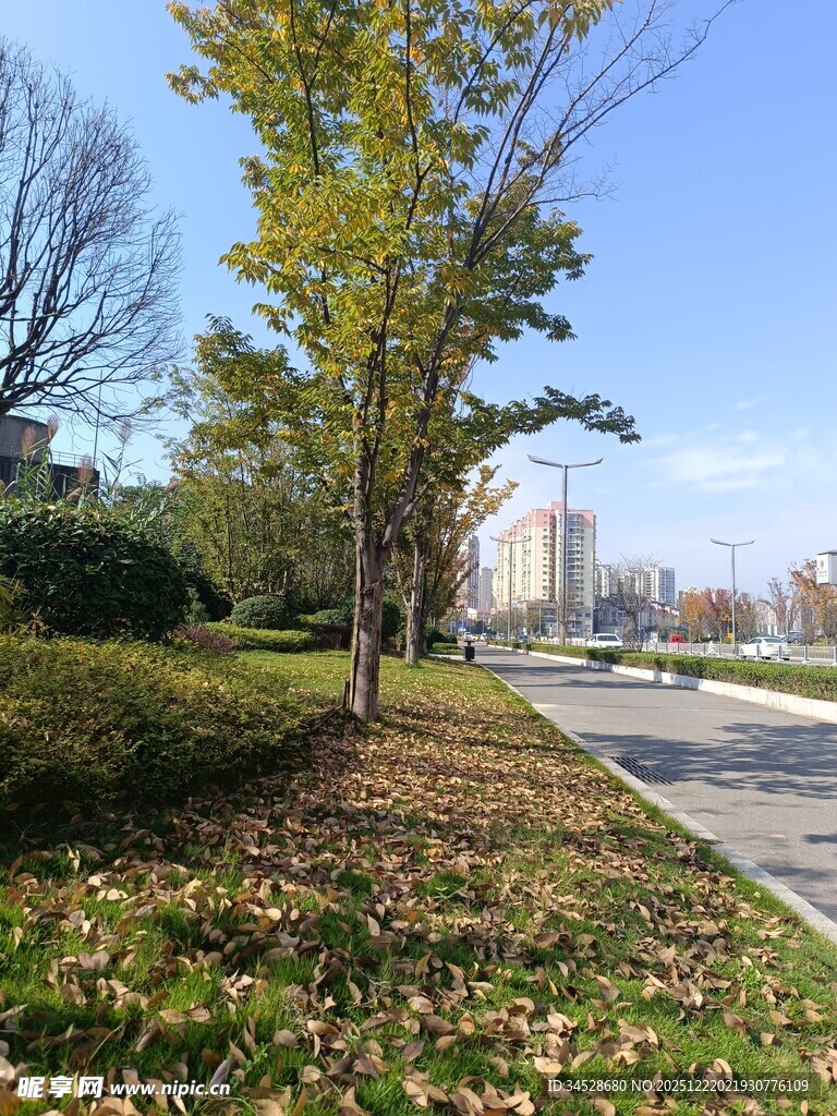 秋日路边绿树与落叶景致