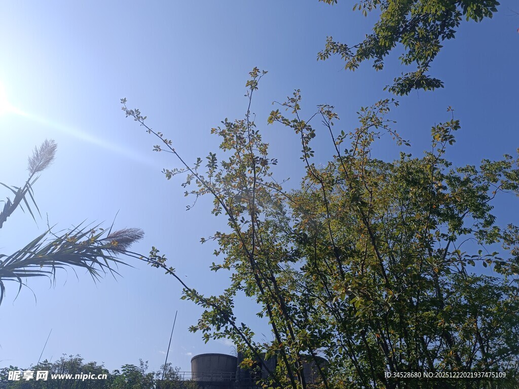 阳光下的绿植与蓝天