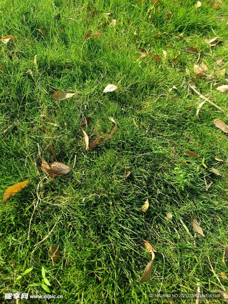翠绿草地中的落叶