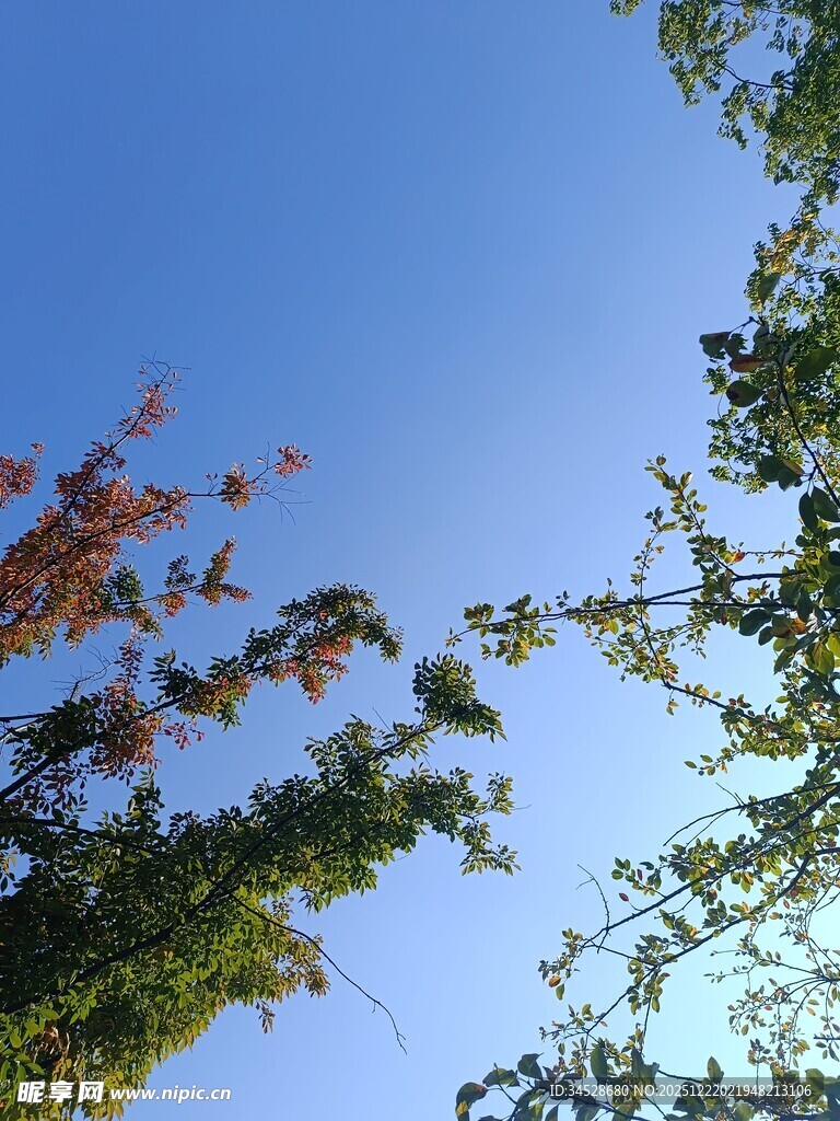 蓝天映衬下的多彩枝叶