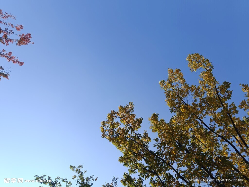 蓝天映衬下的树木枝叶