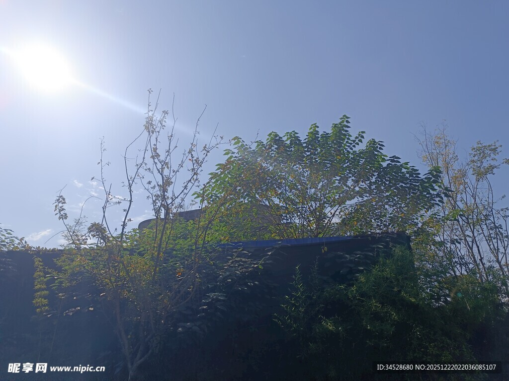 阳光下的绿树与蓝天