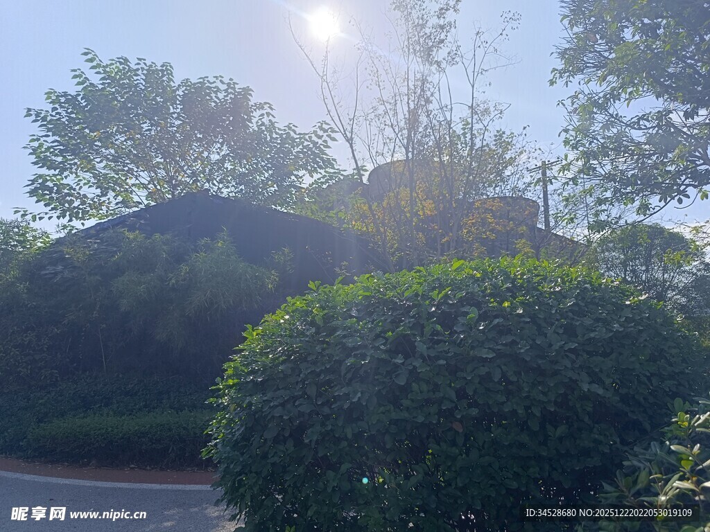 阳光照耀下的绿植景观