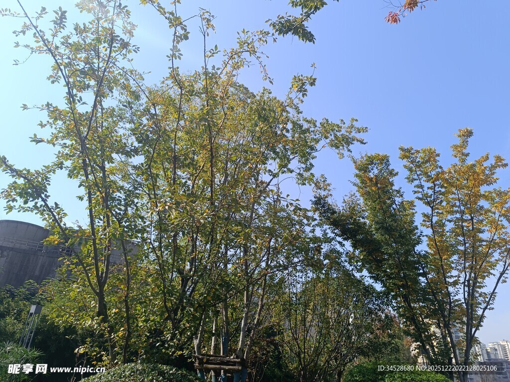 秋日绿树蓝天景致