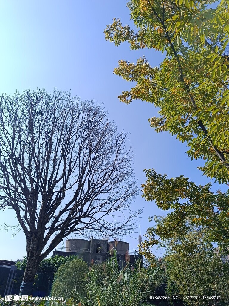 秋日枯树与葱郁树木同框