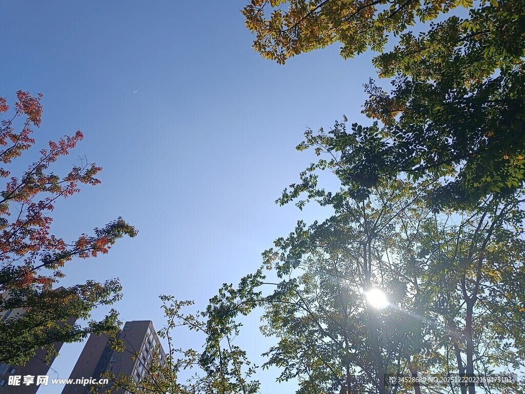 秋日阳光下的树木与高楼